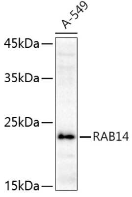 Western Blot: RAB14 AntibodyAzide and BSA Free [NBP2-93227]